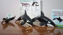 Orka, volwassene en kalf (Monterey Bay Aquarium van Safari Ltd.) – Animal Toy Blog